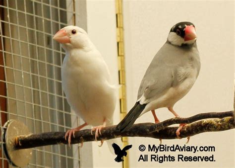white  normal java sparrow java finch  bird aviary
