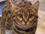 Video: Black footed cat named Gaia makes herself at home at Utah's ...