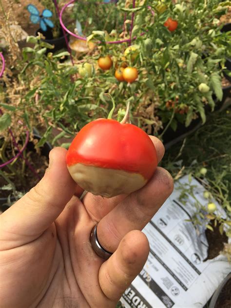 This tomato went bad only on the bottom half : r/mildlyinteresting