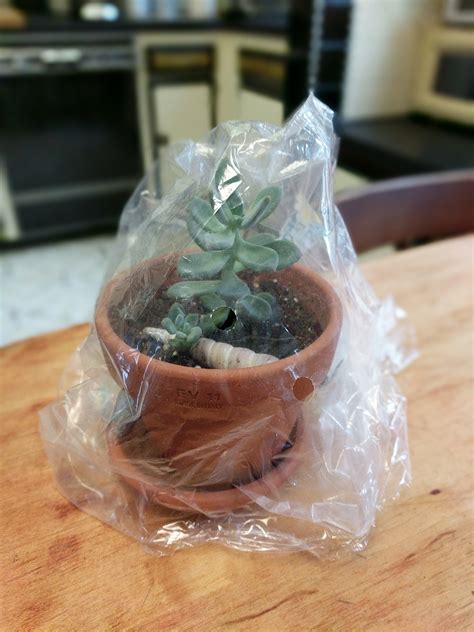 Plastic Bags To Cover Plants at Hazel Anderson blog