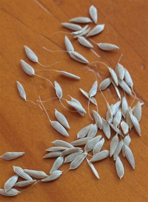 Seed Saving – Lettuce Seeds – MeadowSweet Herbs & Flowers