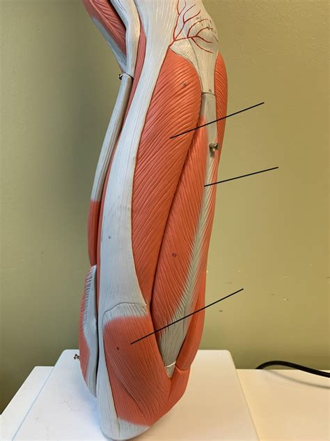 Anterior/lateral thigh Diagram | Quizlet