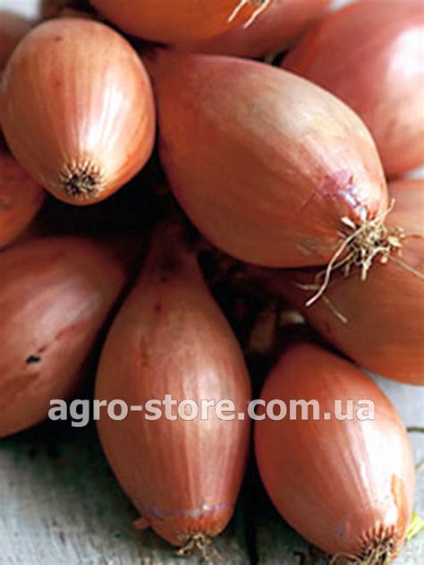 GL Seeds - Лук-шалот Запорожский - Купить семена, товары для сада ...