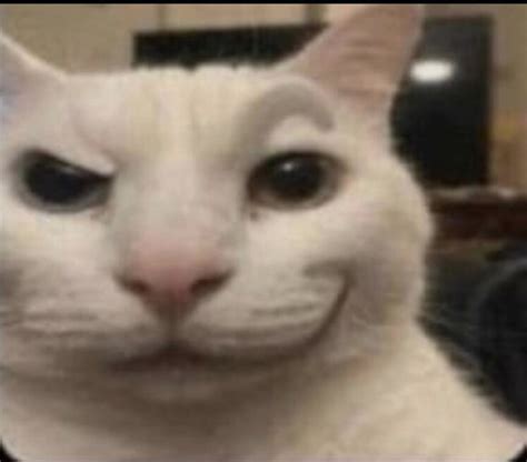 cursedcat rcursedimages