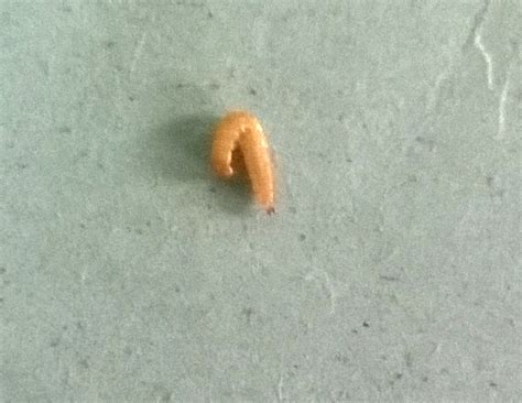 wonderful microworld  small worm