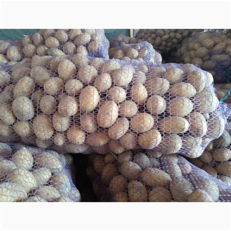 Продам посевную картошку сорт Королева Анна чистая — Agro-Ukraine
