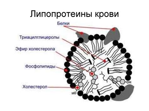 Липиды. Классификация липидов - презентация онлайн