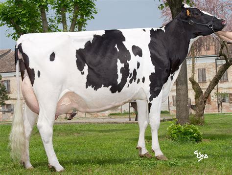 Zial Vanguard Genova Ex-95 - Zial Holsteins