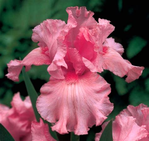 Download Windsor Rose Iris Flower Wallpaper | Wallpapers.com