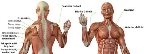 Five Shockingly Effective Deltoid Muscle Workouts
