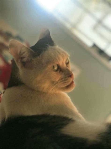 Blursed cat : r/blursedimages