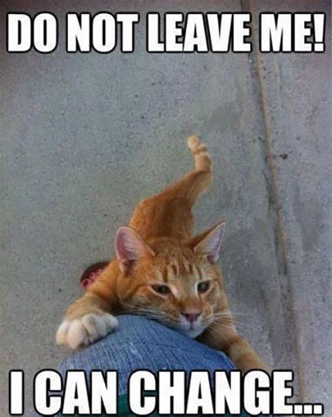 15 Hilarious Memes That Cat Lovers Everywhere Will Appreciate