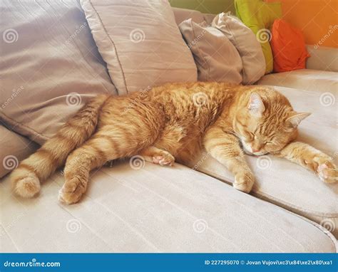 A cat in a deep sleep stock photo. Image of sleep, deep - 227295070