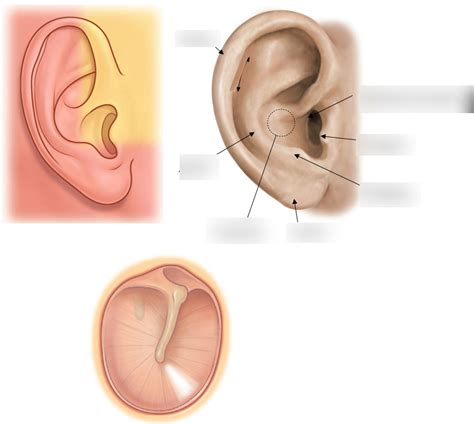 The Ear Diagram | Quizlet
