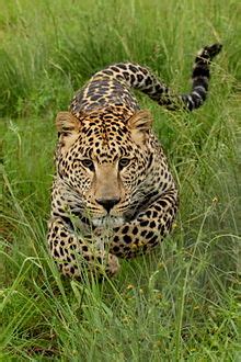 leopards wikiquote
