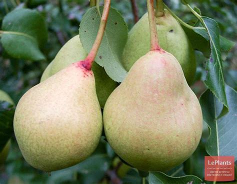 Груша 'Лель' — описание сорта, характеристики | на LePlants.ru