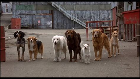 Elokuvahömppää: Homeward Bound II: Lost in San Francisco