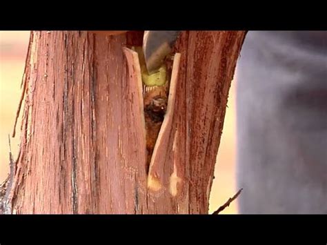 Surely this CRAZY Field Grafting Grapevines you never seen before! How ... 