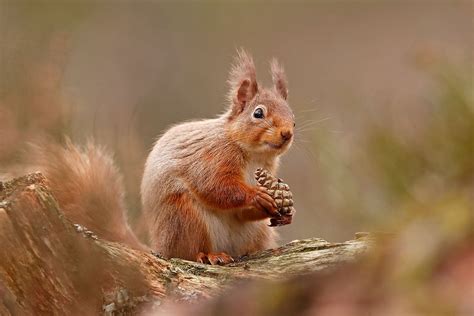 How to Photograph Red Squirrels - Nature TTL