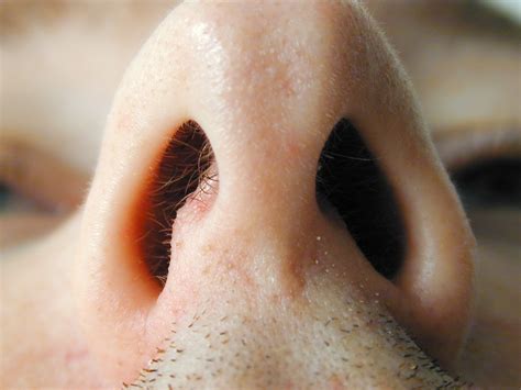 photo nose caucasian closeup macro   jooinn