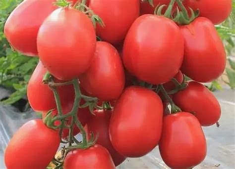 Лучшие сорта томатов 2021 с описанием и характеристиками: самые вкусные ...