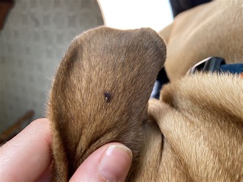 What You Need to Know About Ticks: The Ecology of Tick-Host ...