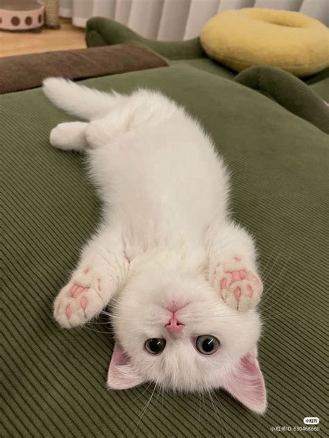 Kittens are beautiful, fluffy and cute creatures. No one can resist her ...
