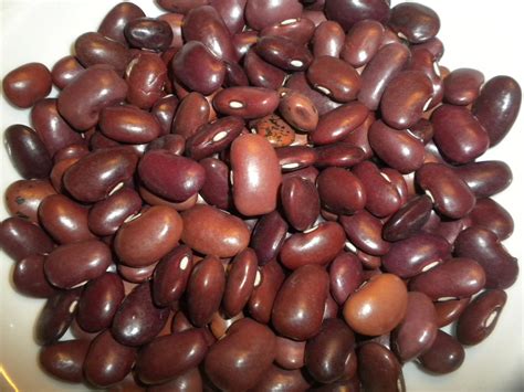 50 "Ayocote Amarillo" beans, Phaseolus vulgaris