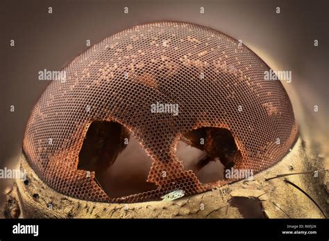 Magnified Eye