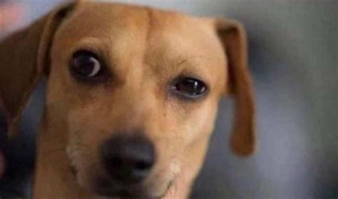 Slightly suspicious dog Blank Template - Imgflip