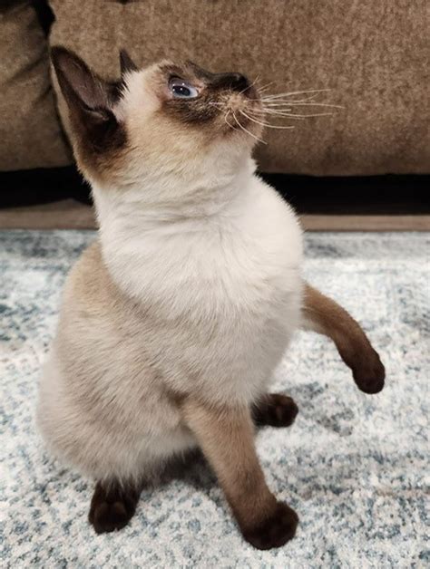TOYBOB KITTENS FOR SALE! | Cats & Kittens for Rehoming | Winnipeg | Kijiji