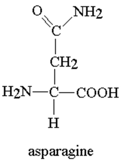 Asparagine definition