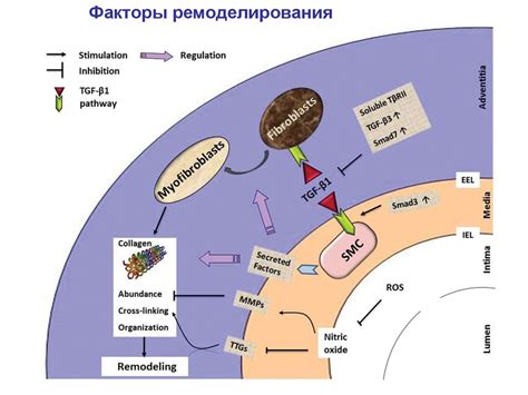 Нарушения местного кровообращения - презентация онлайн