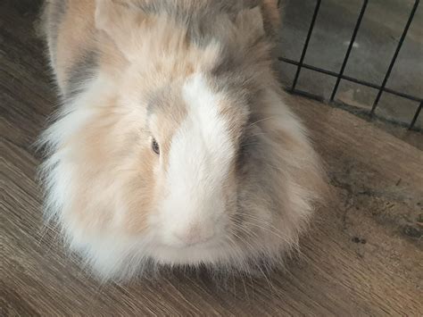 When threatened, the lionhead can extend its mane to more than twice