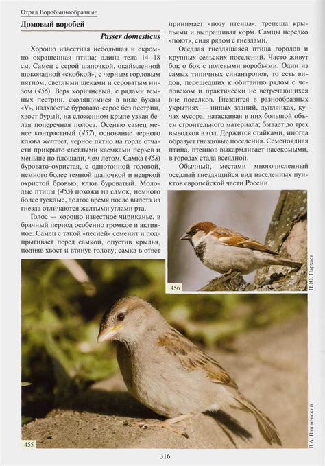 Определитель птиц