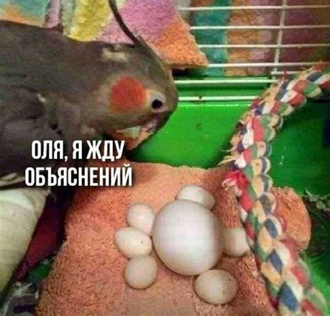 Прикольные картинки и надписи / Приколы
