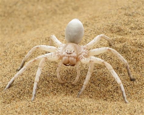 Leucorchestris arenicola - Facts, Diet, Habitat & Pictures on Animalia.bio