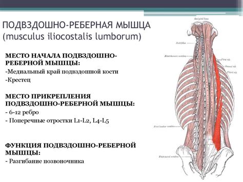 Анатомия человека - презентация онлайн