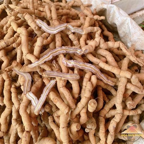 Ba kích tím rừng tươi Quảng Ninh, củ rễ ba kích tím tươi khô ngâm rượu ...