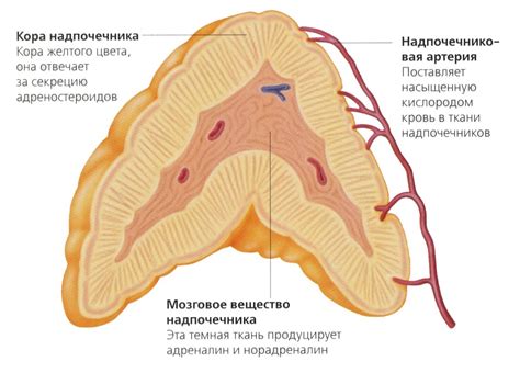 Надпочечные железы. Брюшная полость. Лечение заболеваний народными ...