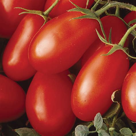 Tomato Roma