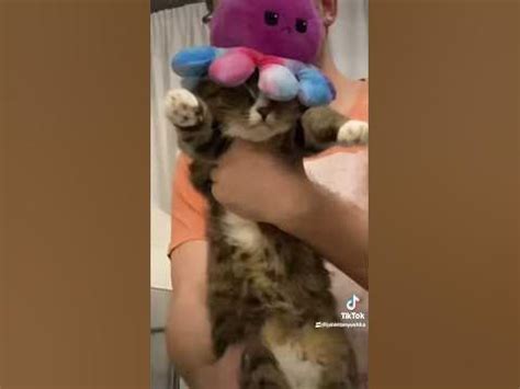 Потихонечку переезжаю из тиктока на ютуб ☺️ #мем #смех #кошка #животные ...
