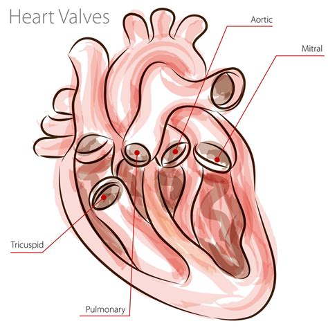 heart valves diagram labeled