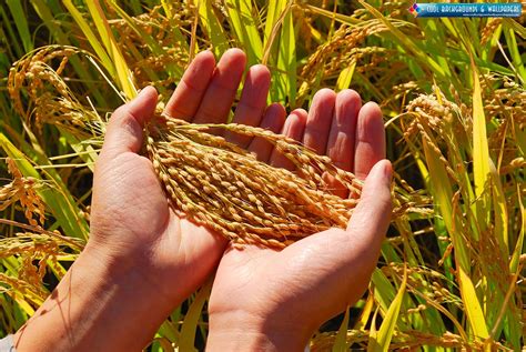 Barcelona Winners: Rice Farming HD Wallpapers