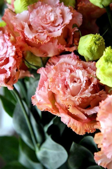 Эустома (лизиантус): посадка и уход | Flower catalogs, Tulips flowers ...