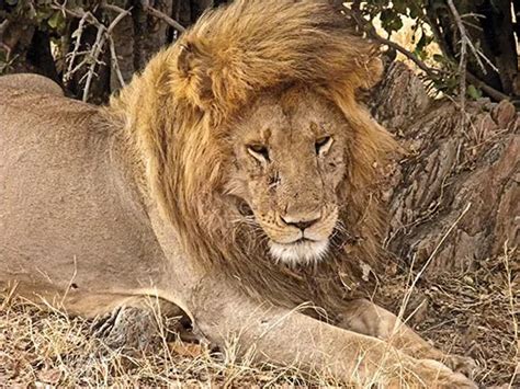 The Truth About Lions