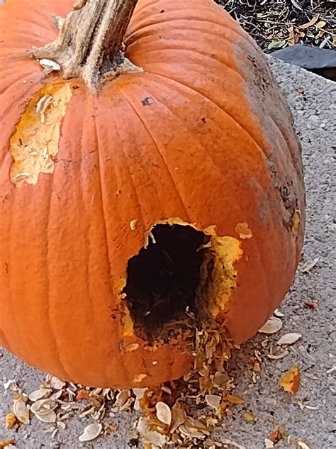 Damn squirrels. I guess eating all my tomatoes wasn't enough, I can't