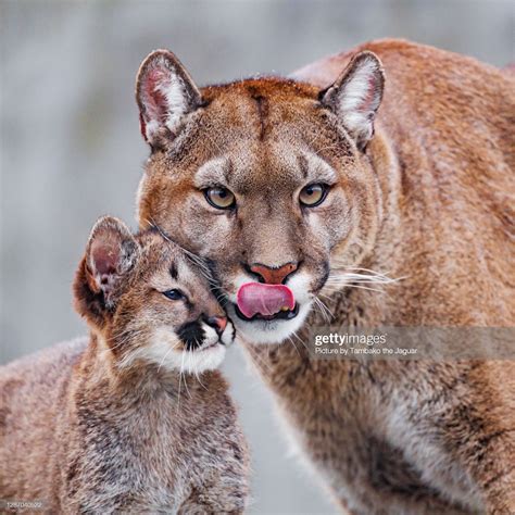A cute photo of a female puma with one of her cubs! | Mountain lion