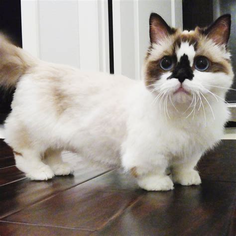 That munchkin life. | Munchkin cat, Munchkin kitten, Cat breeds
