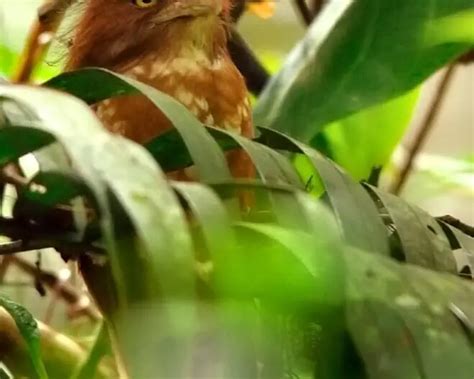 sumatran frogmouth facts diet habitat pictures  animaliabio